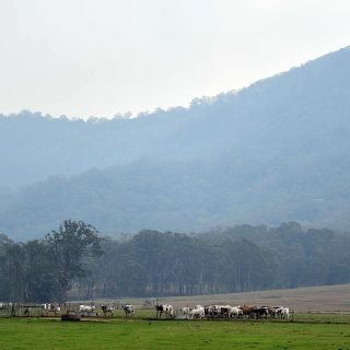 Lluvias ayudan a combatir incendios en Australia