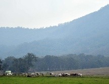 Ganado pasta mientras llueve en Nowra, en el estado de Nueva Gales del Sur. AFP/S. Khan