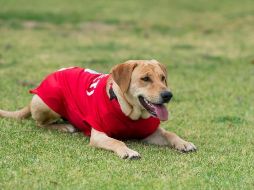 La idea del Atlético de San Luis es que la perrita, que sirvió de talismán para imponerse al Cruz Azul, se integre a los otros caninos de la institución, 