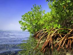 Los depósitos de carbono azul son clave para la salud del planeta. GETTY IMAGES