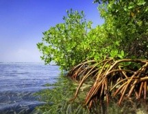 Los depósitos de carbono azul son clave para la salud del planeta. GETTY IMAGES
