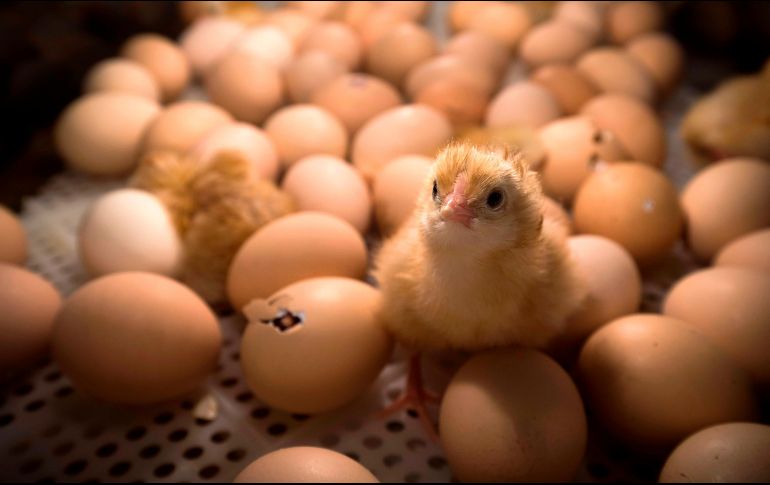 Triturar crías de gallinas vivas es una práctica cuestionada, pero extendida en la industria avícola. AFP / ARCHIVO