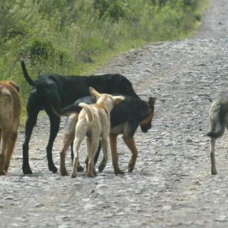 Mueren 57 perros en Puebla; presuntamente fueron envenenados