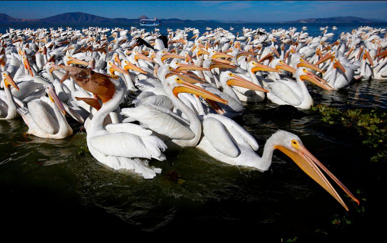 Los pelícanos se dispersan durante el día por el lago de Chapala, pero al final de la tarde se concentran en las orillas de Petatán. AFP/U. Ruiz