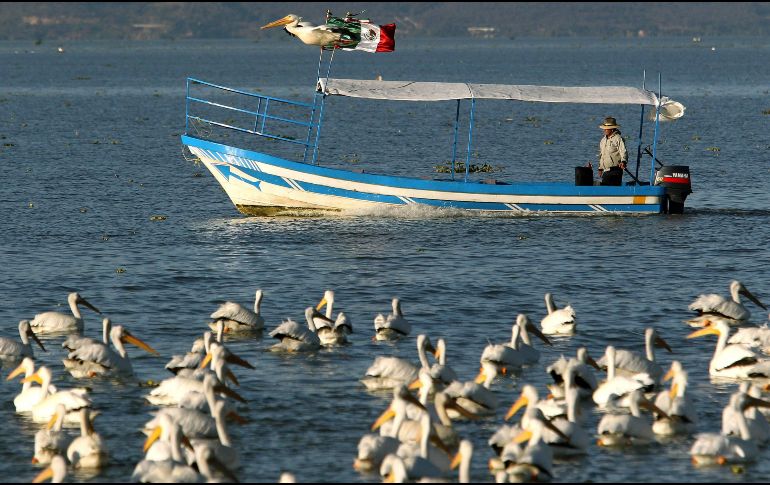 Los pelícanos se dispersan durante el día por el lago de Chapala, pero al final de la tarde se concentran en las orillas de Petatán. AFP/U. Ruiz