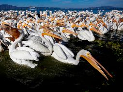 Los pelícanos se dispersan durante el día por el lago de Chapala, pero al final de la tarde se concentran en las orillas de Petatán. AFP/U. Ruiz