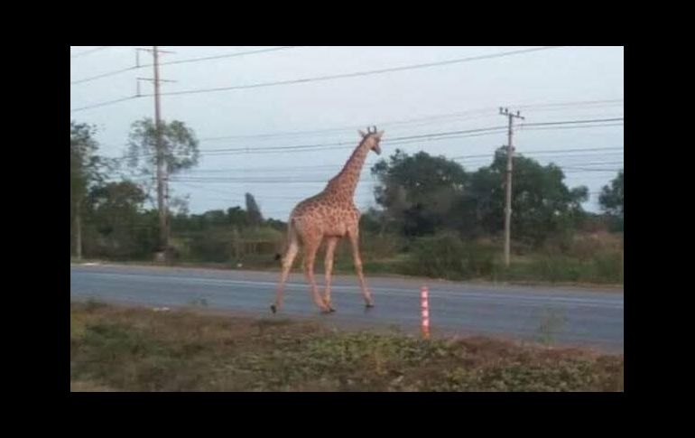Imágenes de televisoras locales muestran al enorme animal deambulando por la carretera antes de desaparecer en el bosque. ESPECIAL