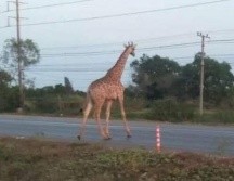 Imágenes de televisoras locales muestran al enorme animal deambulando por la carretera antes de desaparecer en el bosque. ESPECIAL