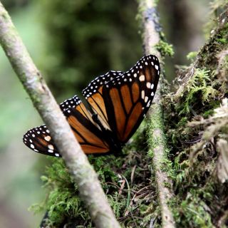 Matan a guía de santuarios de las mariposas monarca