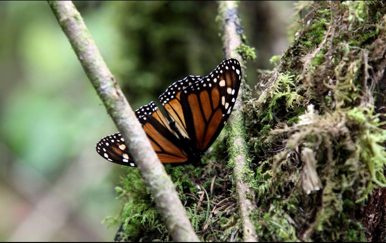 Raúl Hernández Romero laboraba en el campamento que dirigía Raúl Hernández Romero, ambientalista también asesinado. SUN/Archivo