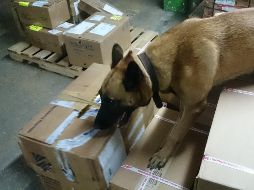 Los paquetes fueron puestos a disposición del agente del Ministerio Público de la Federación, quien dará seguimiento a las investigaciones. EL INFORMADOR / ARCHIVO