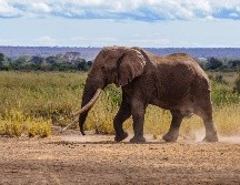 El elefante había logrado sobrevivir a los cazadores furtivos y granjeros enojados en el pasado. AFP / WILDLIFEDIRECT/ P. Obuna