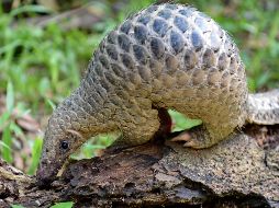 Científicos determinaron que los genomas de las secuencias de virus estudiadas en el pangolín eran en un 99% idénticos a los de los pacientes infectados por el coronavirus de Wuhan. AFP/ARCHIVO