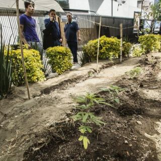 Presionan con siembra afuera del Senado por legislación de cannabis