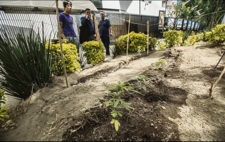 Retoños.- Un grupo de activistas a favor de la legislación sobre una Ley General de Cannabis, en un campamento frente al Senado. SUN