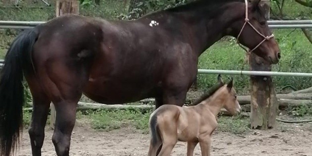 Nace &ldquo;Cantador&rdquo;, el nuevo caballo integrante de la Polic&iacute;a de Guadalajara
