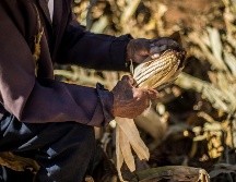 Por ser el Estado que más aporta en el desarrollo agroalimentario, Jalisco tiene que ser el primero en cambiar los paradigmas y sistemas de producción hacia los objetivos del desarrollo sostenible de la ONU. EL INFORMADOR / ARCHIVO