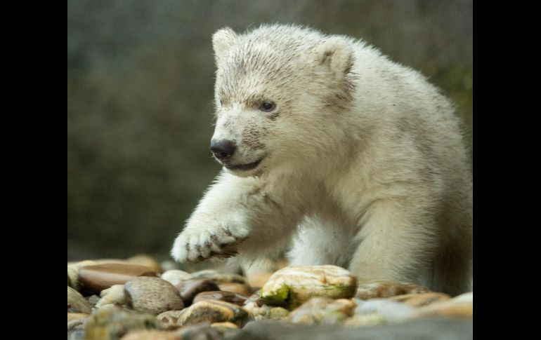 Desde el año 2007 no se registraba el nacimiento de osos polares en este zoológico. EFE / D. Novotny
