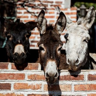 Burro mexicano lucha por sobrevivir en la era tecnológica