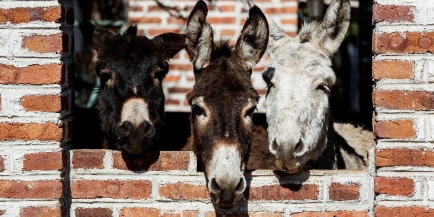 Burro mexicano lucha por sobrevivir en la era tecnol&oacute;gica