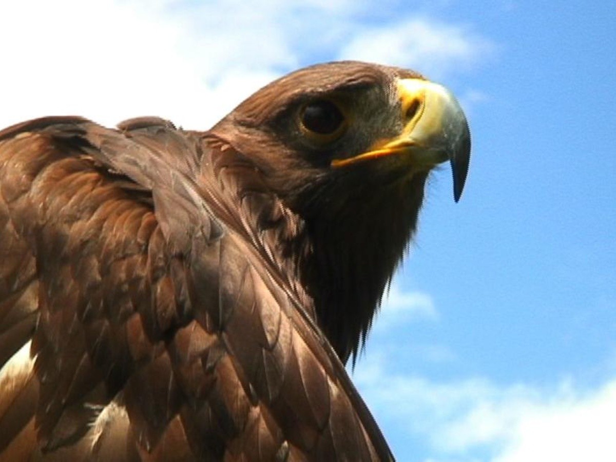 Aumentan parejas reproductivas de águila real en México | El Informador
