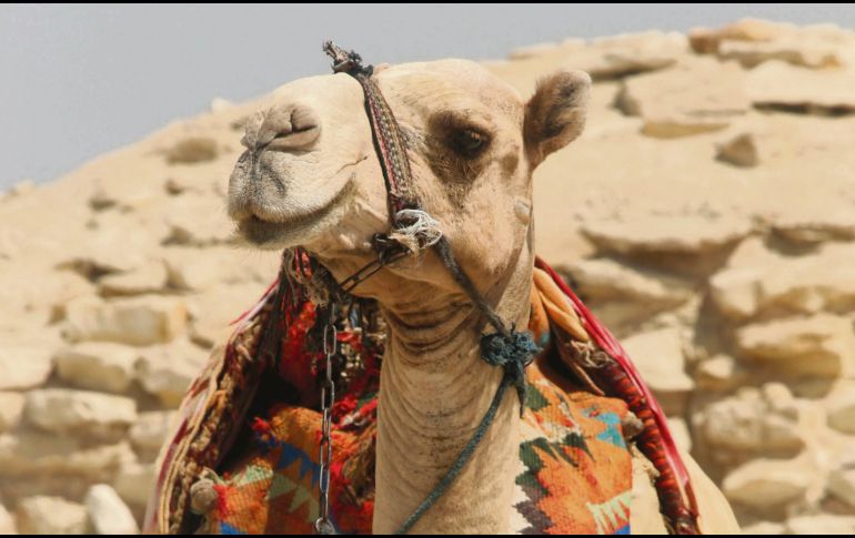 Egipto. Sus pirámides y el desierto, siempre fascinante. ESPECIAL / AFP