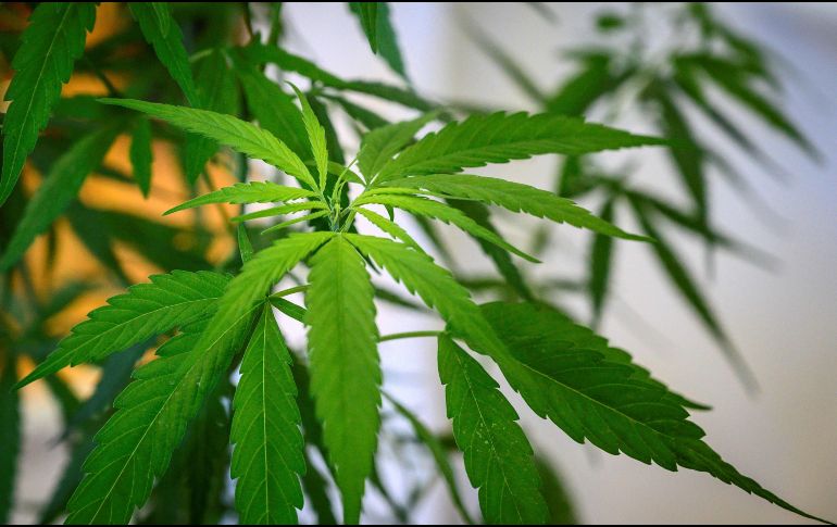 Con la reforma a la Ley General de Salud se pretend eregularizar el uso de cannabis lúdico, medicinal e industrial. AFP/M. Anton