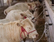 Estados Unidos autorizó en julio de 2016 la entrada de carne vacuna fresca brasileña, pero volvió a cerrar su mercado en junio de 2017. EL INFORMADOR/ARCHIVO