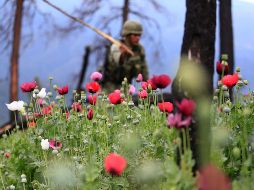 De los plantíos hallados, siete eran de mariguana y uno de amapola que sumaban alrededor de 366 mil plantas. EFE / ARCHIVO