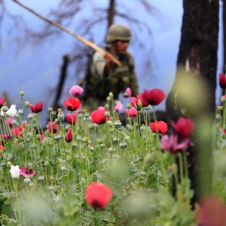 Marina erradica casi 100 toneladas de mariguana y amapola en Sinaloa