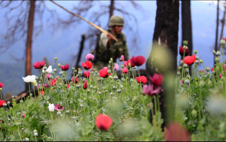 De los plantíos hallados, siete eran de mariguana y uno de amapola que sumaban alrededor de 366 mil plantas. EFE / ARCHIVO