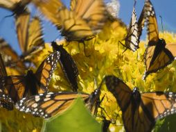 La mariposa monarca te espera