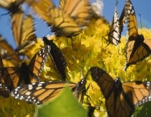 La mariposa monarca te espera