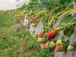 Cultivo. Se cuida al máximo la calidad de la fresa.