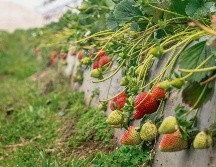 Cultivo. Se cuida al máximo la calidad de la fresa.