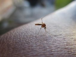 Dengue. En Paraguay asciende a 20 la cantidad de personas fallecidas debido al virus del dengue. NTX