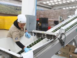 Jalisco encabeza el sector de agronegocios a nivel nacional; tequila, berries y aguacate, los principales cultivos. EL INFORMADOR/Archivo