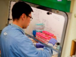 Laboratorios en varios países trabajan en analizar el coronavirus para poder combatirlo. AFP/ARCHIVO