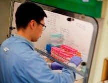 Laboratorios en varios países trabajan en analizar el coronavirus para poder combatirlo. AFP/ARCHIVO