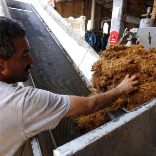 Industria tequilera prevé afectación por coronavirus