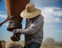 Actualmente en Jalisco el promedio de producción de maíz es de siete toneladas por hectárea. EL INFORMADOR / ARCHIVO