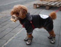 No existe ninguna prueba de que animales como gatos o perros puedan infectarse con este virus o transmitirlo a los seres humanos. AFP / ARCHIVO