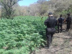 Elementos dieron la noticia la noticia al agente ministerial para proceder con la destrucción de la droga. ESPECIAL