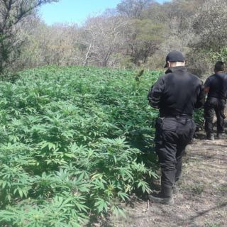 Queman cuatro plantíos con 54 mil plantas de mariguana en Tequila