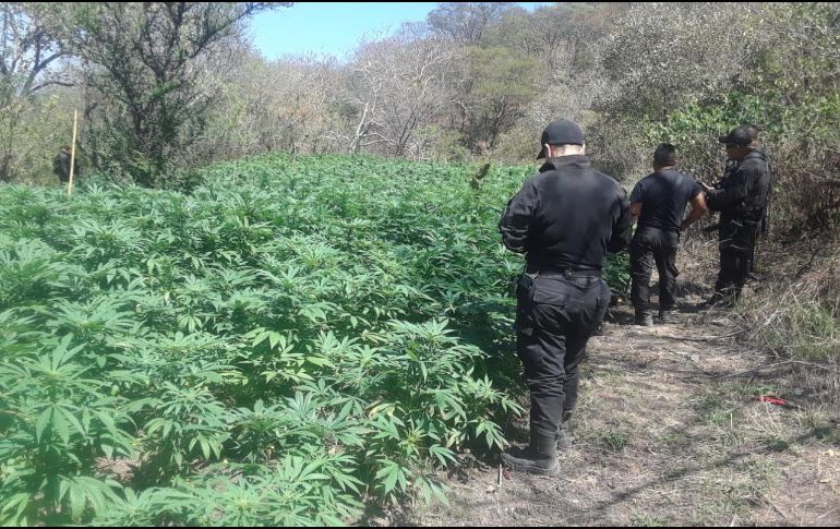 Elementos dieron la noticia la noticia al agente ministerial para proceder con la destrucción de la droga. ESPECIAL