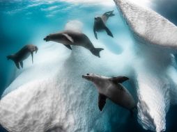 Greg Lecoeur ganó el cotizado premio Fotógrafo Submarino del Año 2020 con 