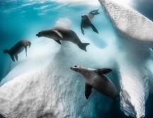 Greg Lecoeur ganó el cotizado premio Fotógrafo Submarino del Año 2020 con 