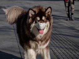 A quienes tiene mascotas en China no deben alarmarse mientras mantengas buenas prácticas de higienes entre ellos y sus animales. También hacen un llamado para no abandonarlos. AFP / ARCHIVO