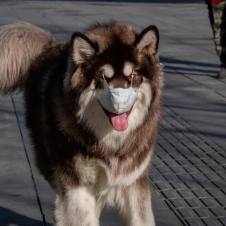 Confirman en Hong Kong primer caso de "humano a animal" de Covid-19