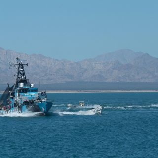 Denuncian otro ataque a barco de ONG en refugio de vaquita marina